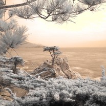 Infraredcypresssmall_medium