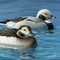 "Long-Tailed Ducks" Acrylic Painting
