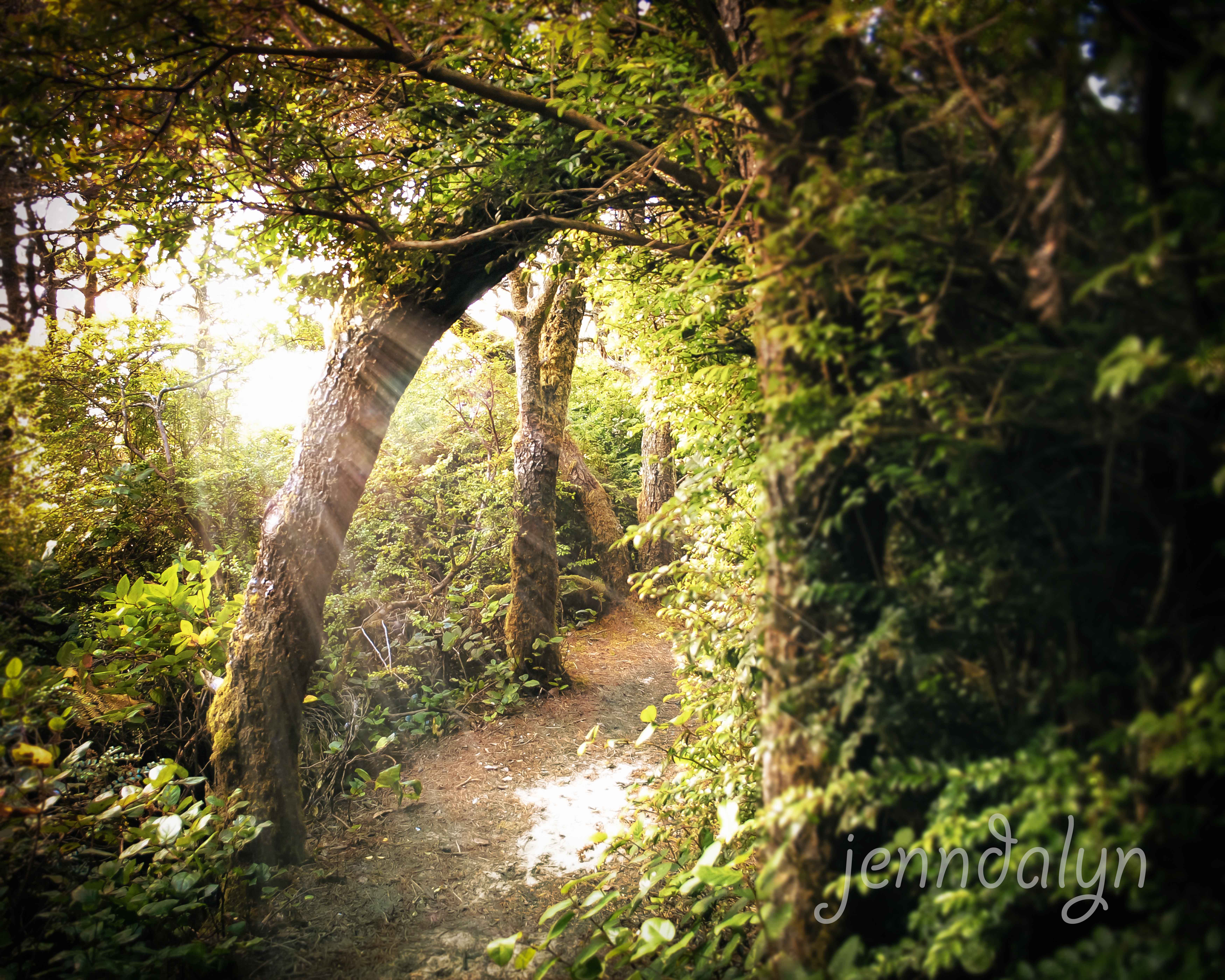 forest photographers