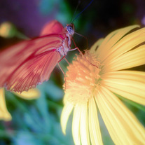 Hungry_butterfly_medium