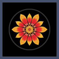 Gazania I