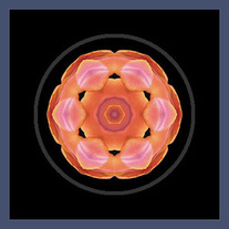 Orange Tulip I