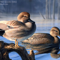 "Cypress Gadwalls" - Acrylic Painting