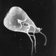 Parasite_giardia_from_stool_sample_small