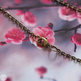 Brasschainclaspp_small