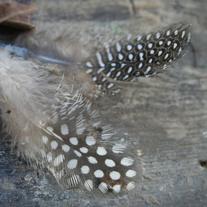 speckled feather earrings