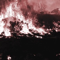 Amarok / Hell Split Tape [Vulture Print]