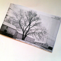 Tree Times - Jesse Untracht-Oakner