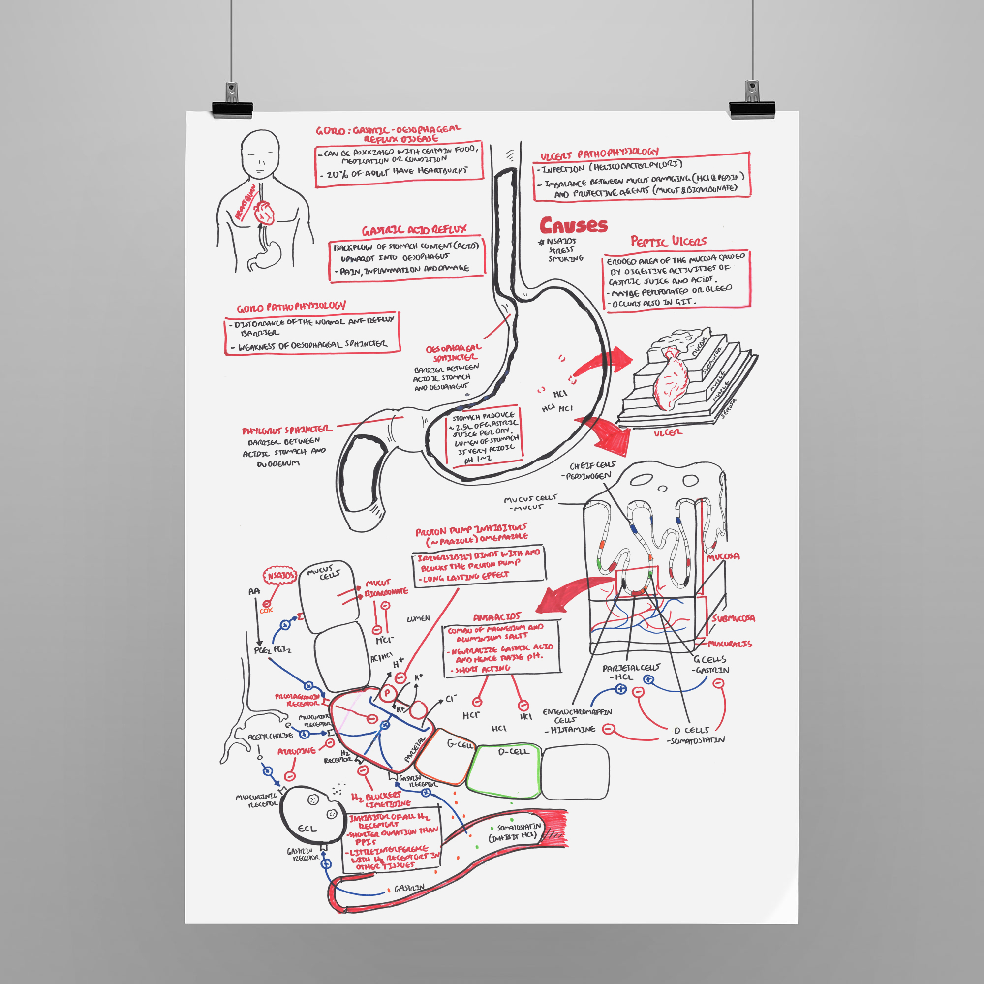 Gastric Physiology · armando hasudungan · Online Store Powered by Storenvy