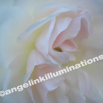 Rose_20pc_medium