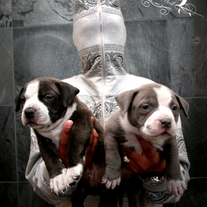 "Dogs" 11x17 Print