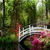 Magnolia Bridge