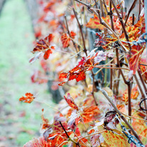 Vinyard_medium