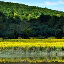 Reflection_20small_medium