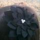 New_flower_bows_4_small