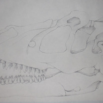 Dinoskull_medium