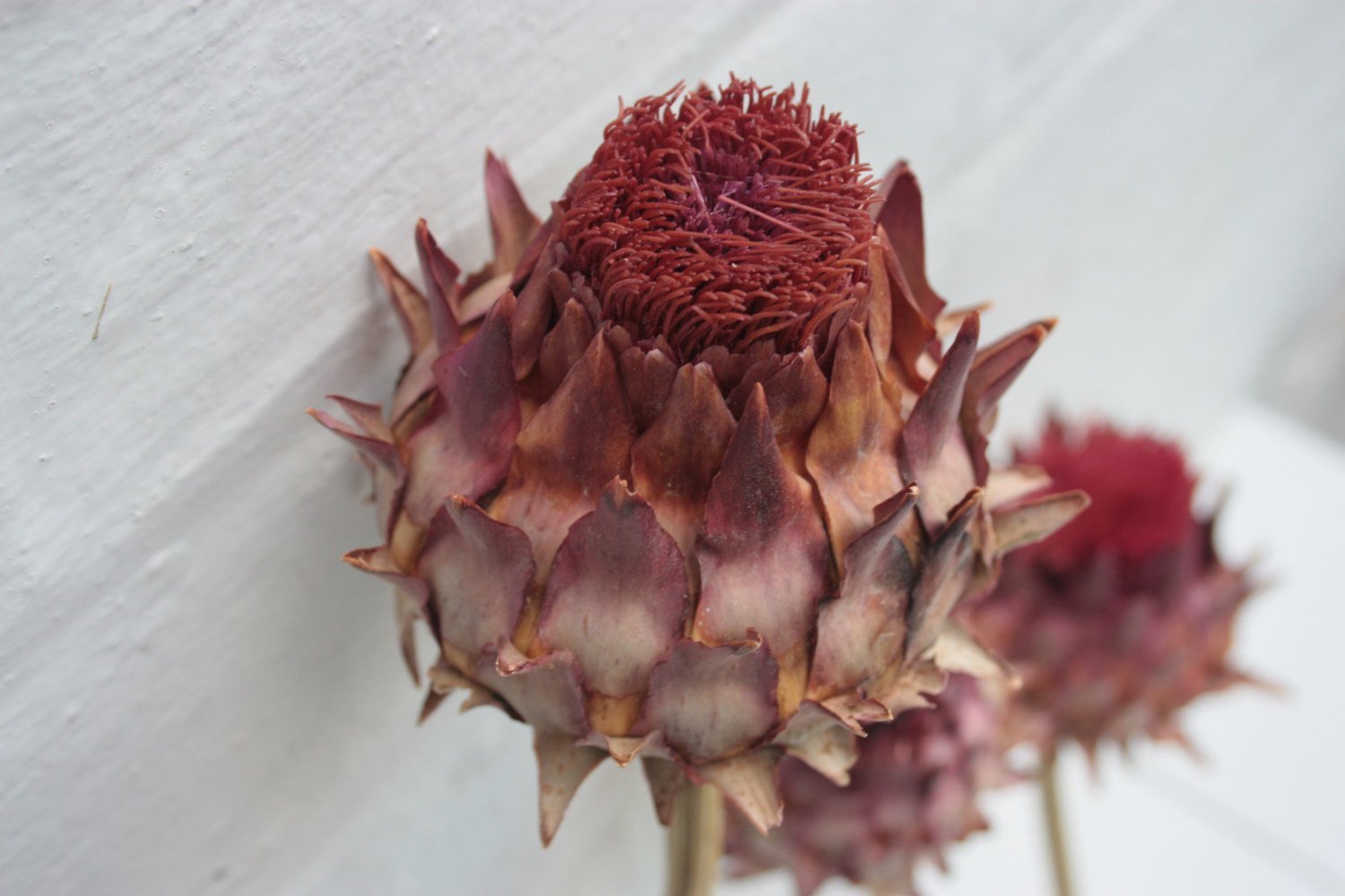 5 x Dried Artichoke Flowers Large Dried Flowers Floral Supplies