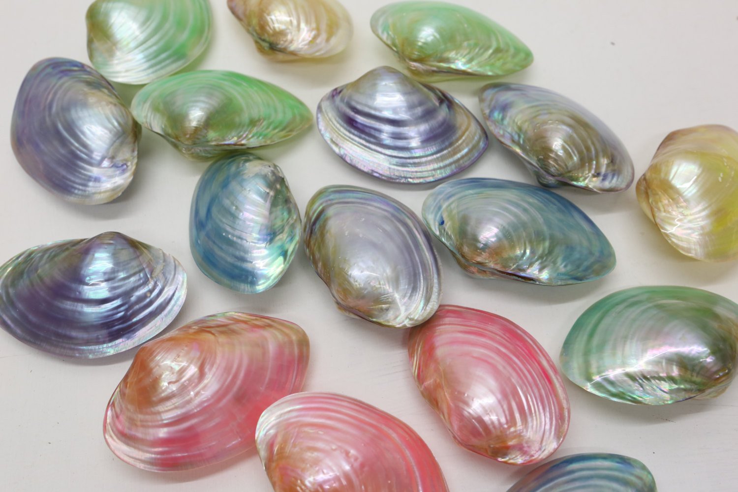 Large Colourful Pearl Mussels sea Shells Mother of Pearl Natural