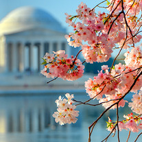 Carynesplin-cherryblossomsjeffersonmem_medium