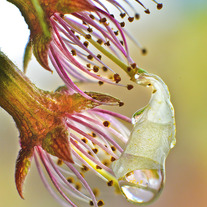 Carynesplin-fallencherryblossom-drop_medium