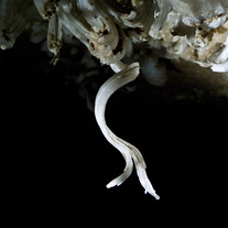 Roppel-gypsumswirl_medium