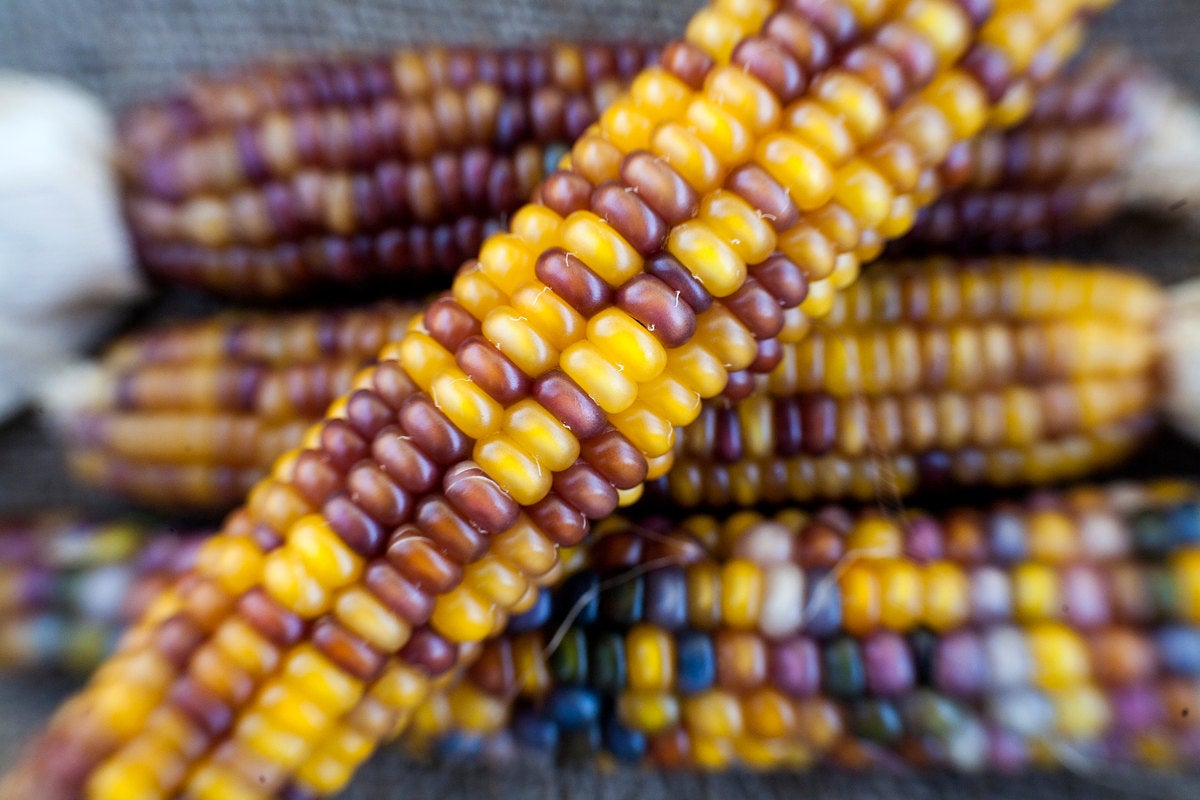 Rubies and Amber Glass Gem Cherokee Indian Corn Seed Pack · Sherwood's