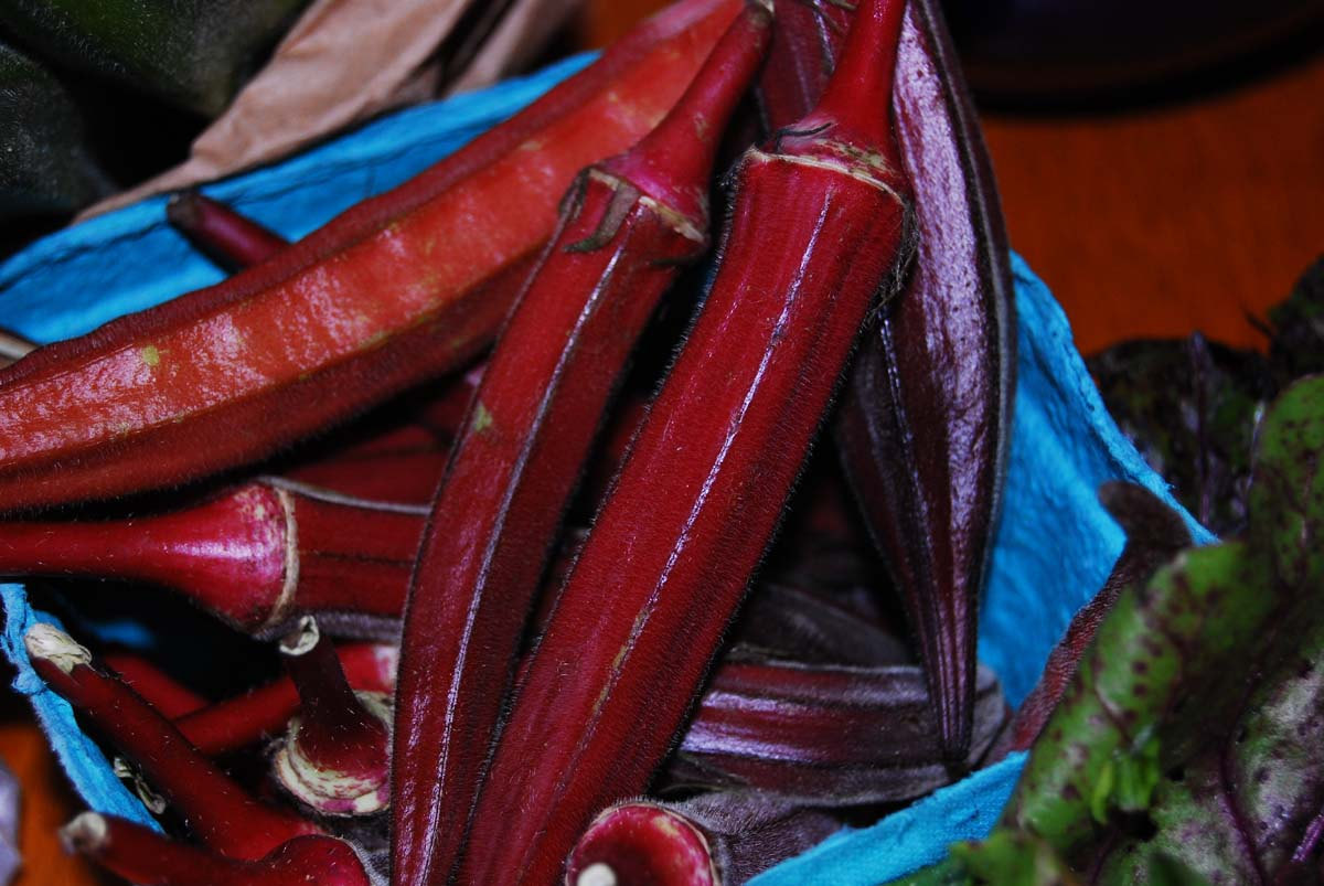 Red Burgundy Okra Gumbo Premium Seed Packet · Sherwood's Seeds · Online Store Powered by Storenvy