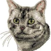 American_20shorthair_medium