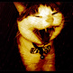Ampire_cat