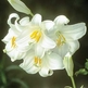 Madonna-lily