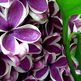 250px-royal_botanical_gardens_lilac_celebration