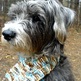 Mylo_scarf_avatar