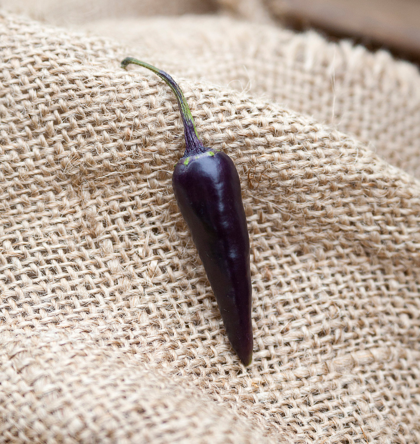 Purple Cayenne Heirloom Pepper Premium Seed Packet ...